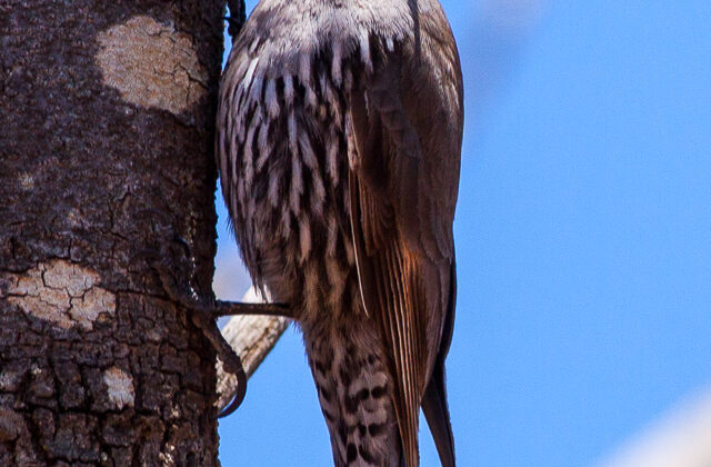 White-browed Treecreeper
