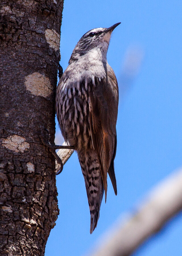 White-browed Treecreeper