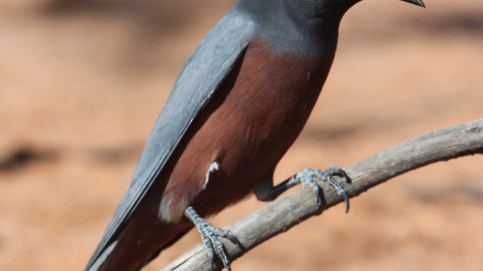 White-browed Woodswallow