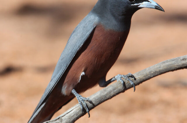 White-browed Woodswallow