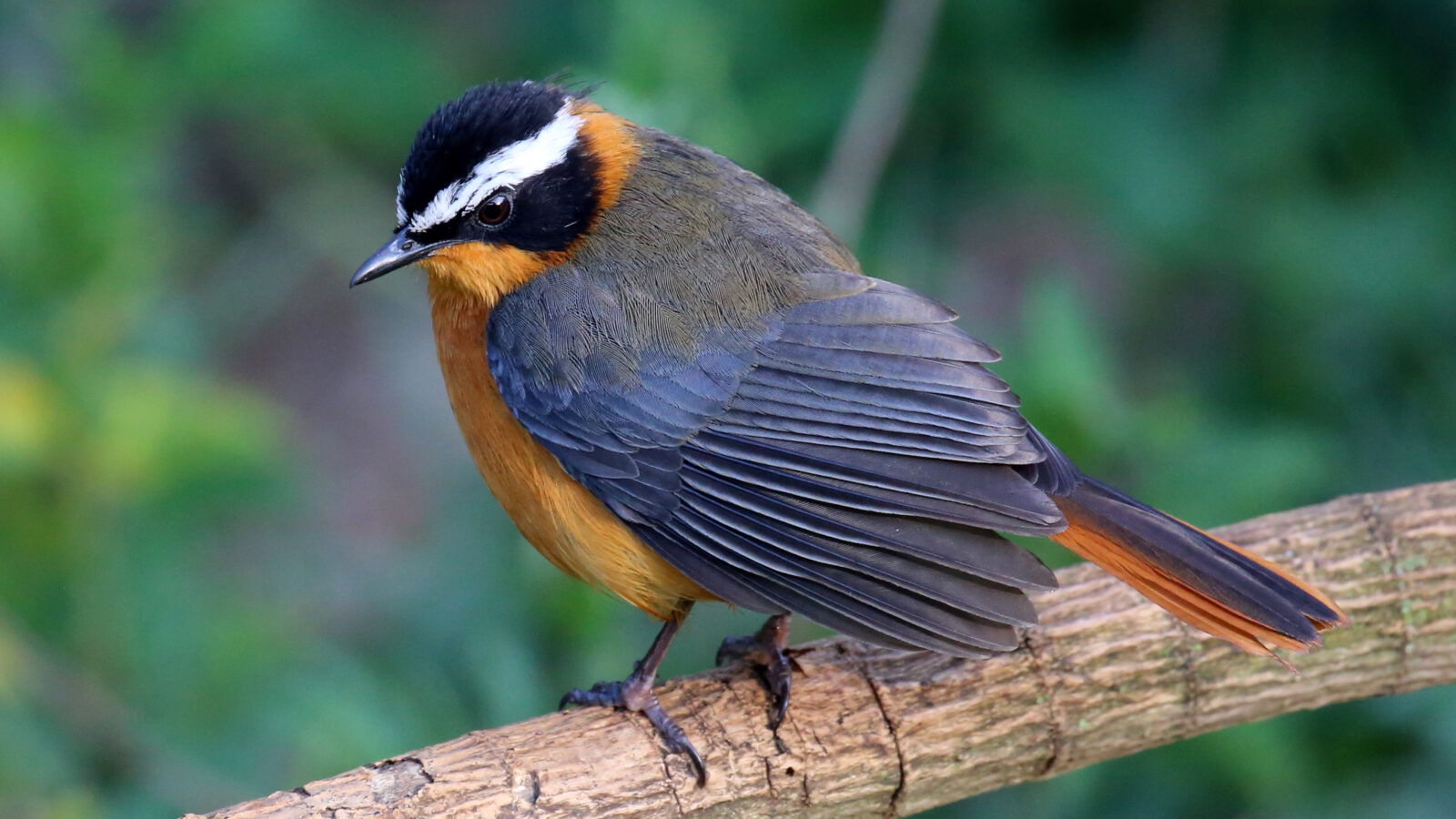 White-browed Robin-Chat
