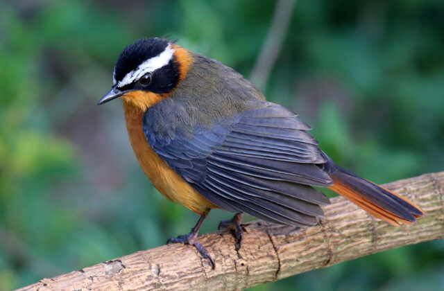White-browed Robin-Chat