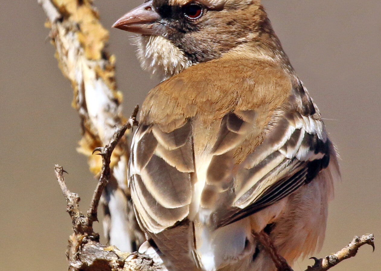 White-browed Sparrow-Weaver
