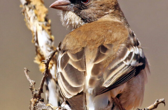 White-browed Sparrow-Weaver