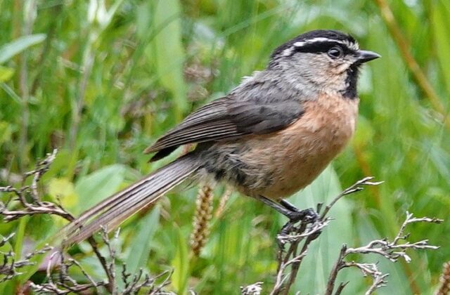White-browed Tit
