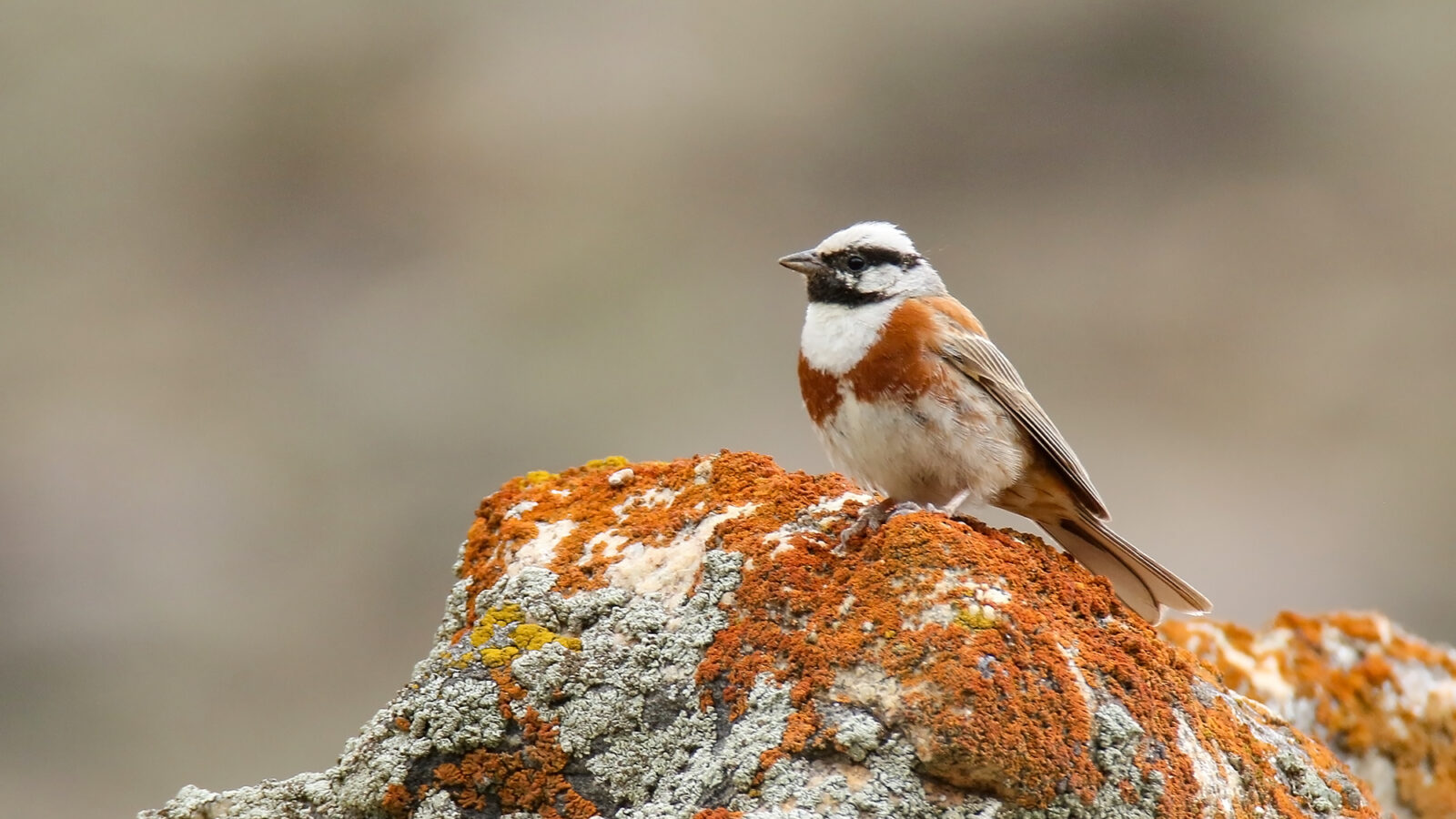 White-capped Bunting