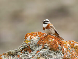 White-capped Bunting