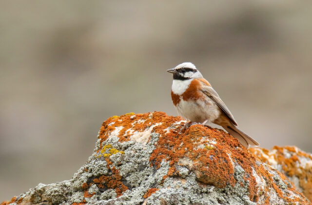 White-capped Bunting