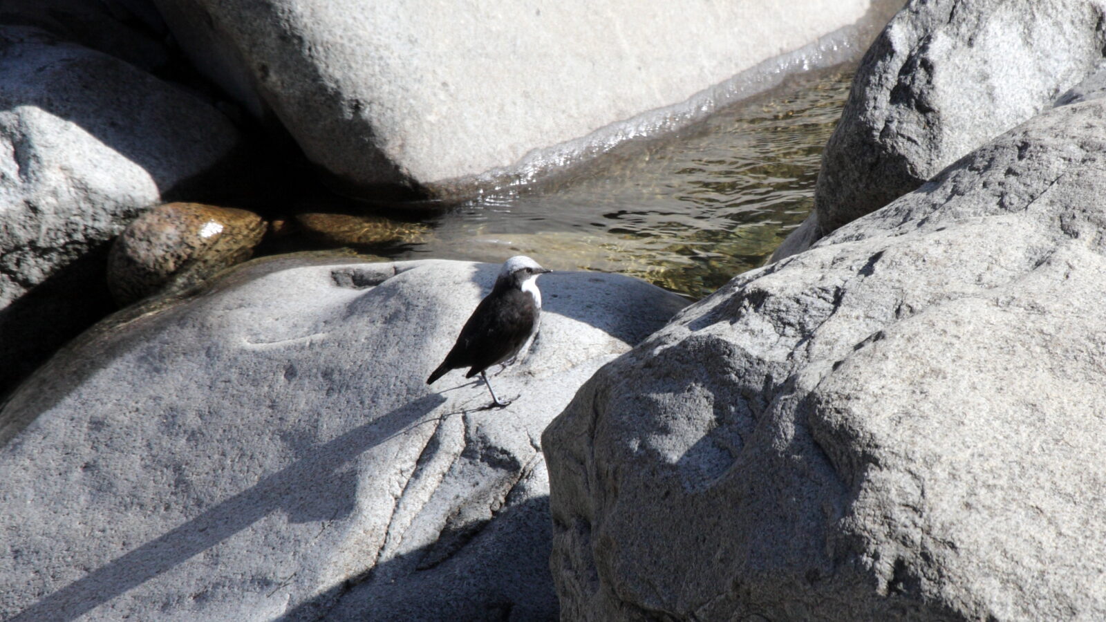 White-capped Dipper