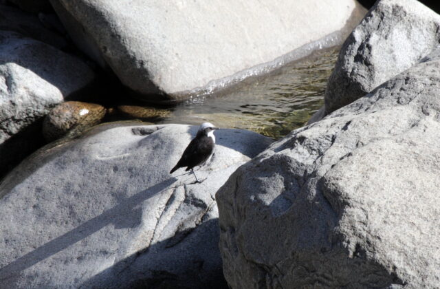 White-capped Dipper