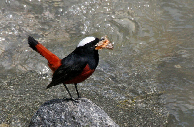 White-capped Redstart