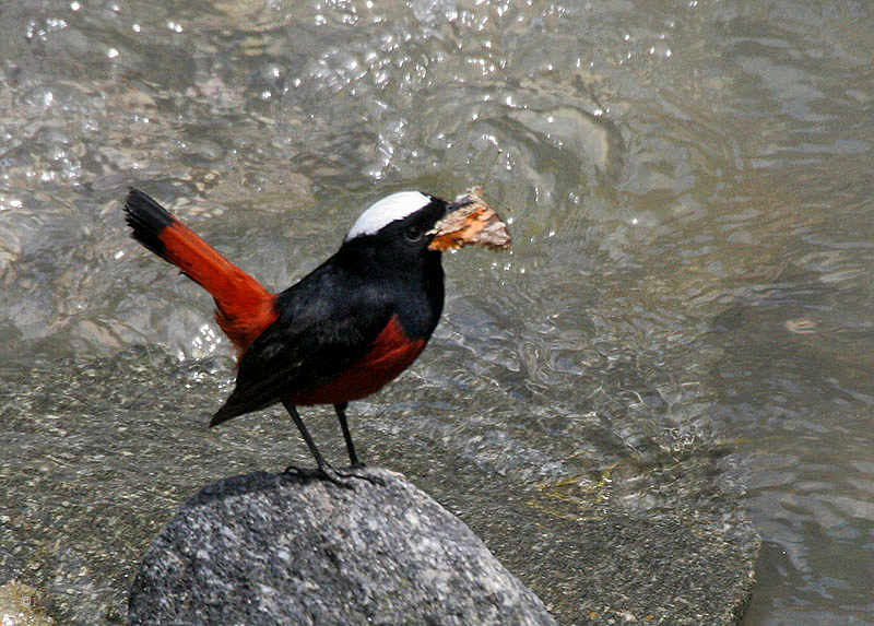 White-capped Redstart