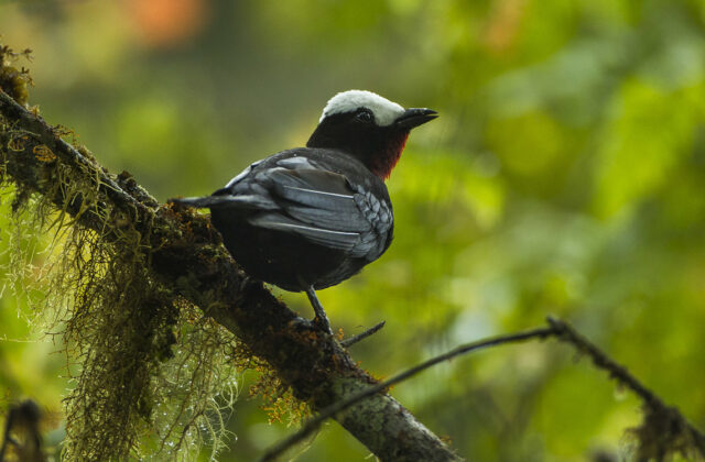 White-capped Tanager
