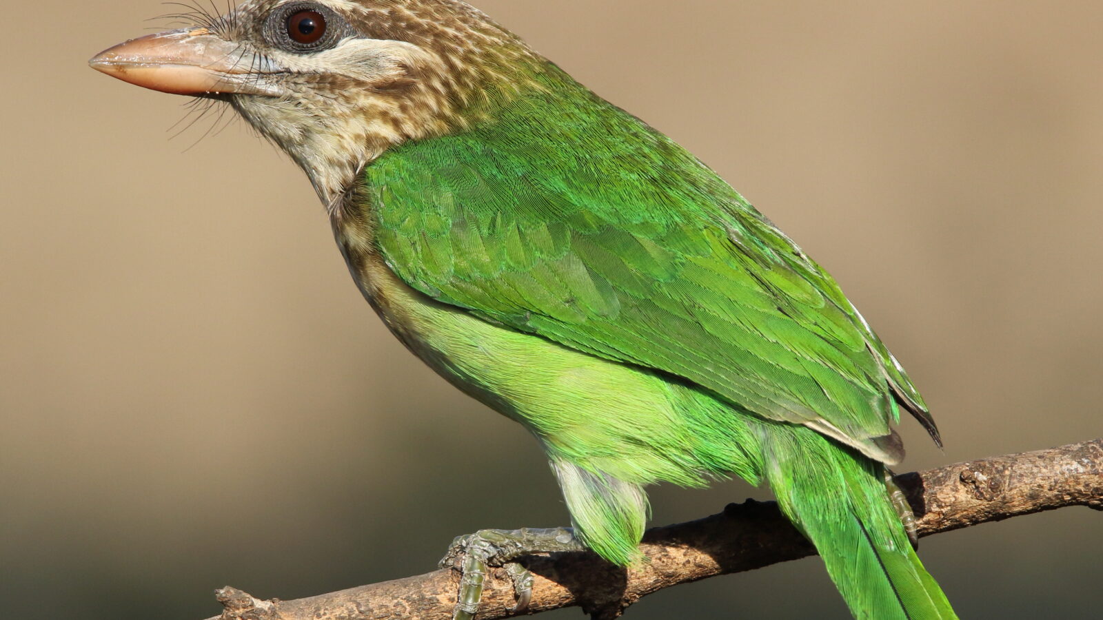 White-cheeked Barbet
