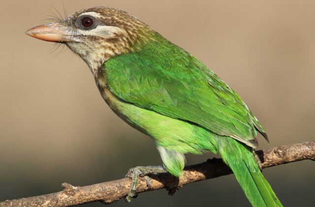 White-cheeked Barbet