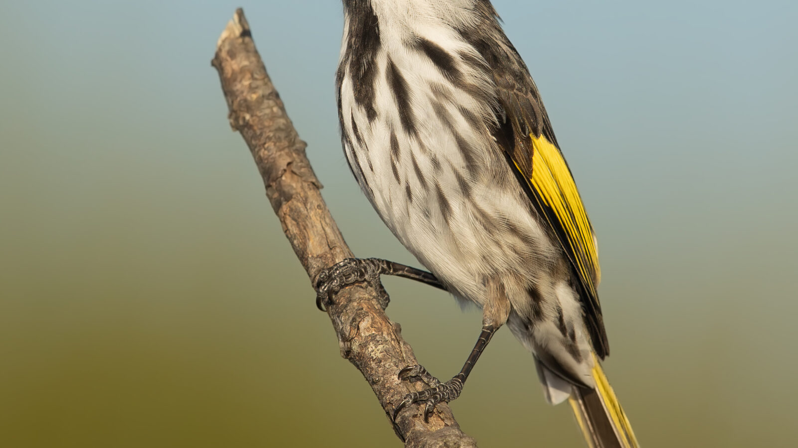 White-cheeked Honeyeater