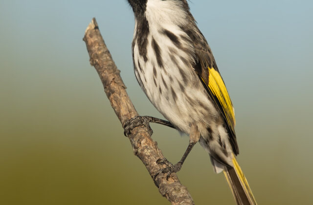 White-cheeked Honeyeater