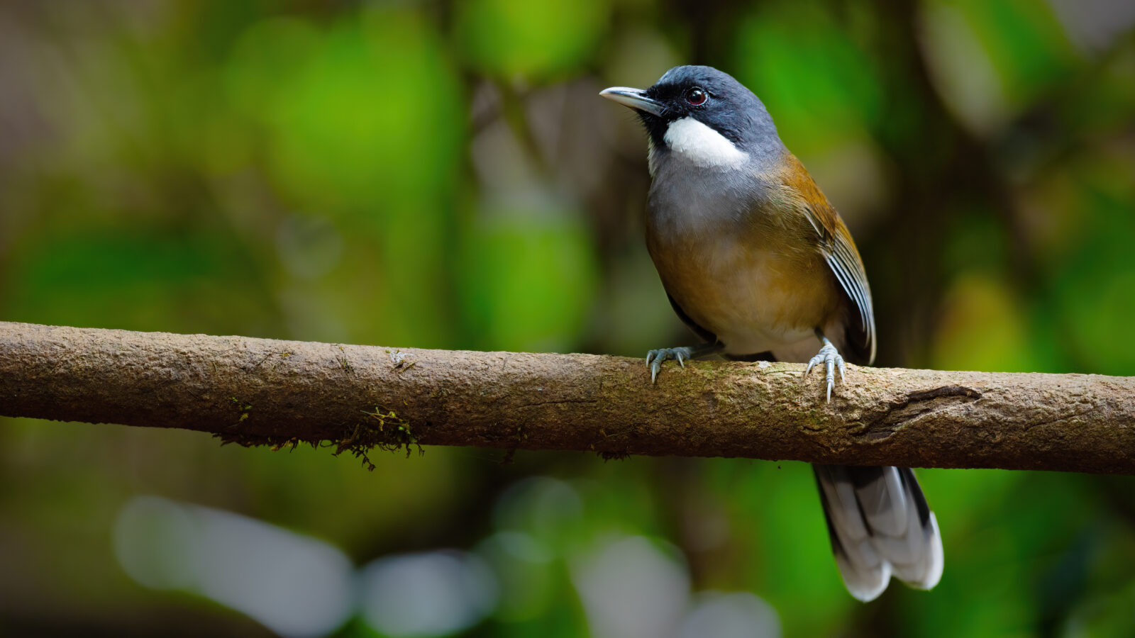 White-cheeked Laughingthrush