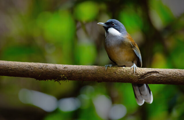 White-cheeked Laughingthrush
