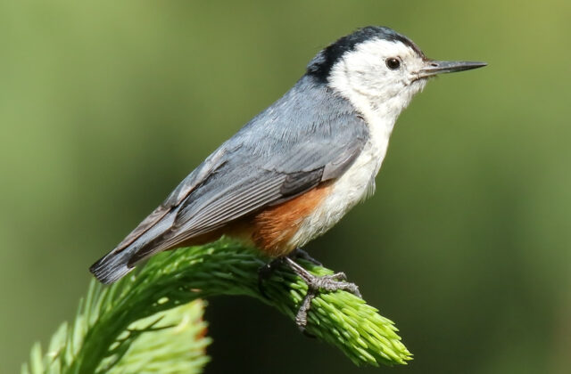 White-cheeked Nuthatch