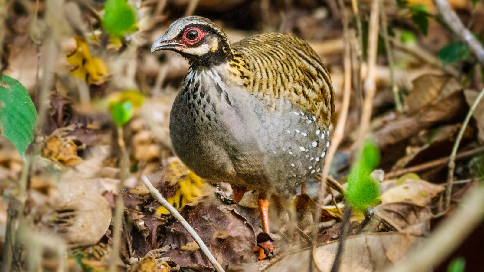 White-cheeked Partridge