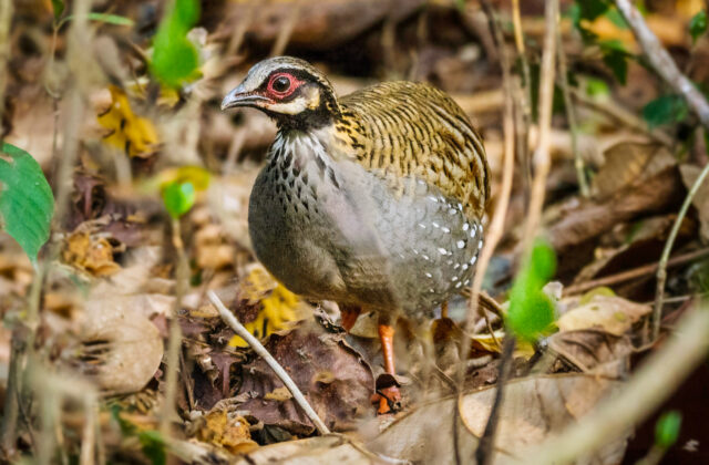 White-cheeked Partridge
