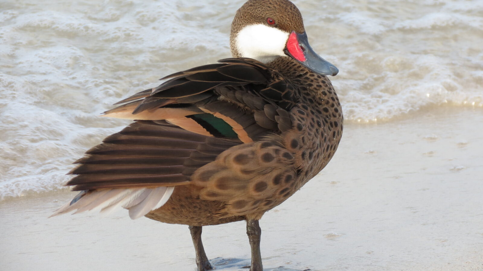 White-cheeked Pintail