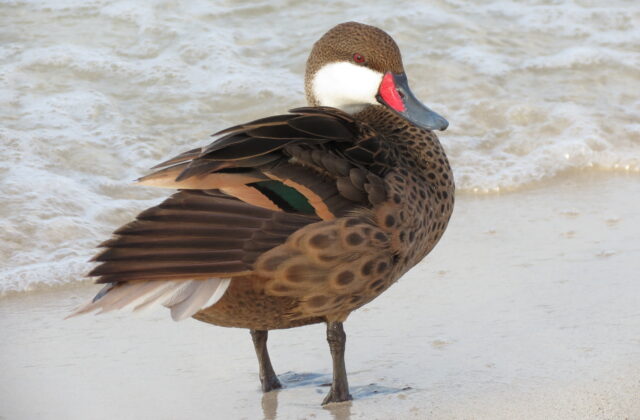 White-cheeked Pintail