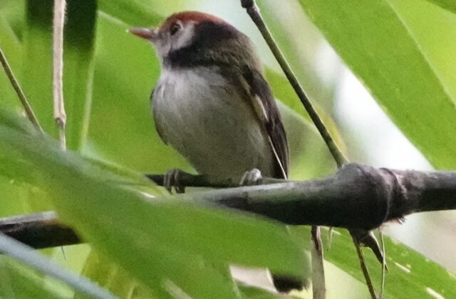 White-cheeked Tody-Flycatcher