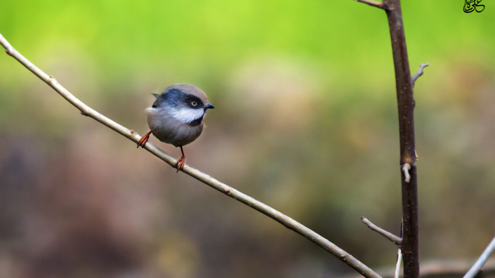 White-cheeked Bushtit