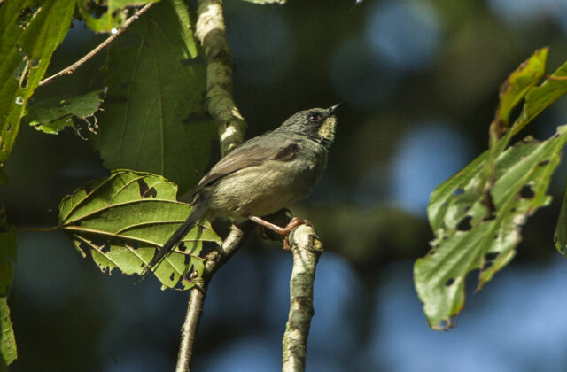 White-chinned Prinia