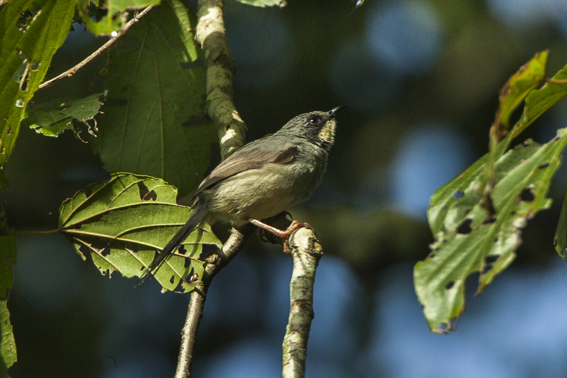 White-chinned Prinia