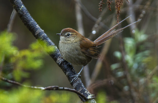 White-chinned Thistletail