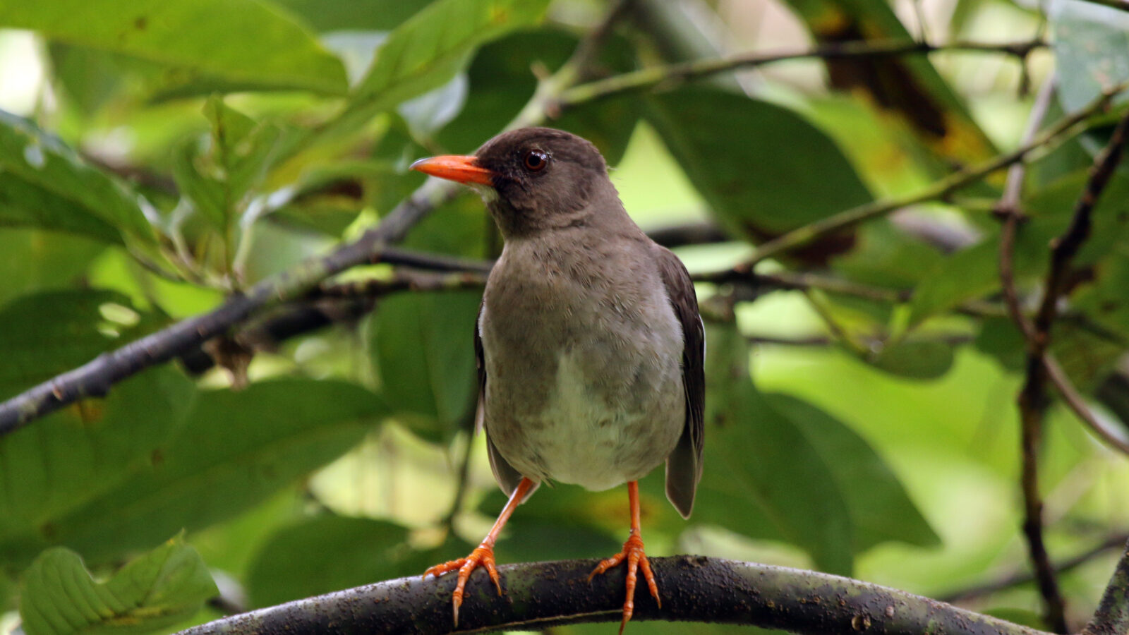 White-chinned Thrush
