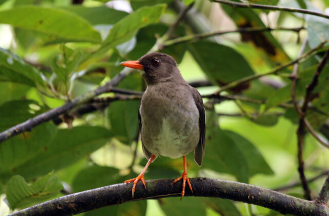 White-chinned Thrush