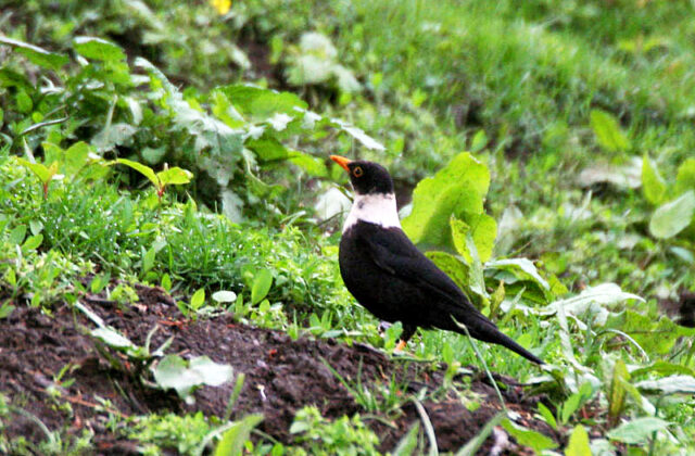 White-collared Blackbird