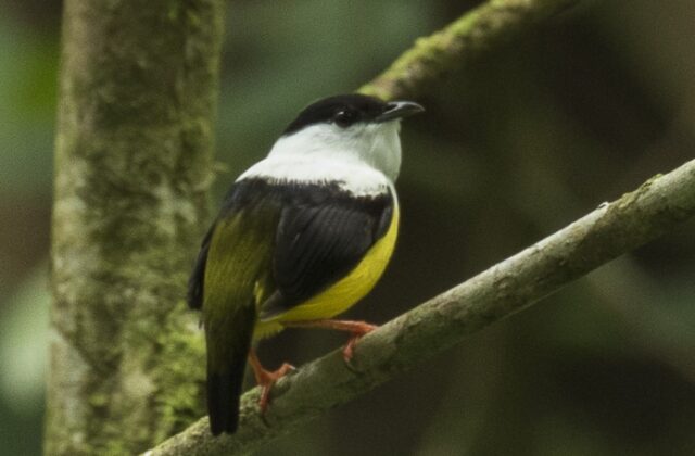White-collared Manakin