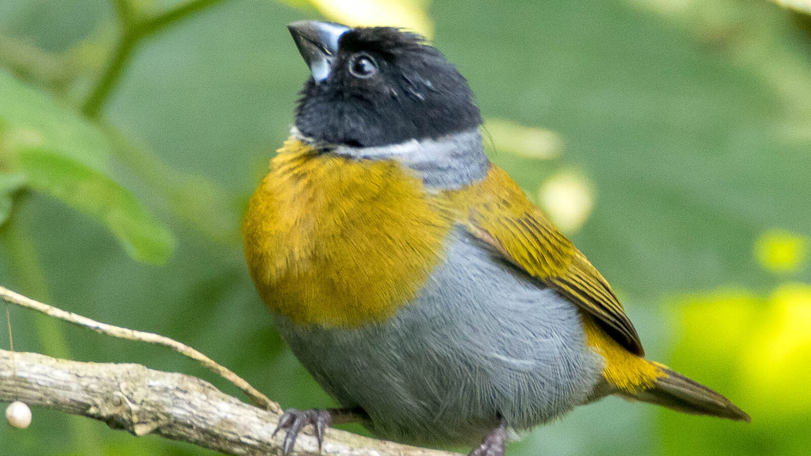 White-collared Oliveback
