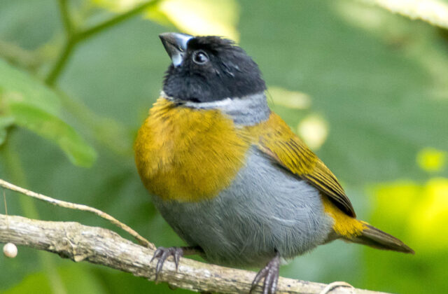 White-collared Oliveback