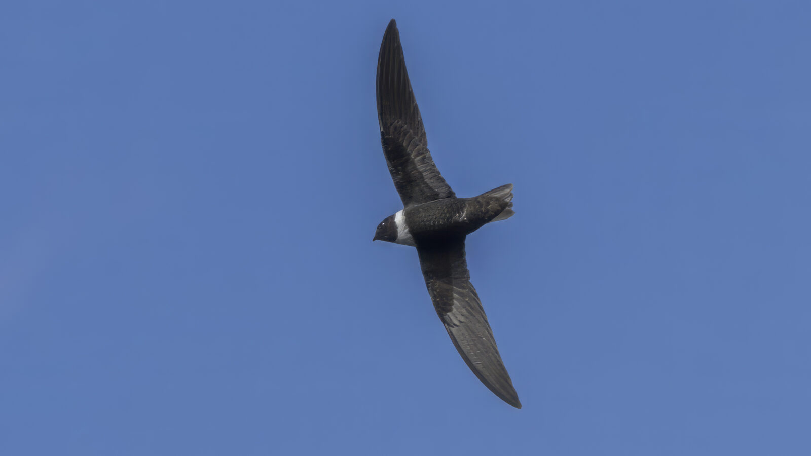 White-collared Swift