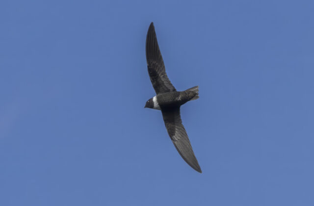 White-collared Swift