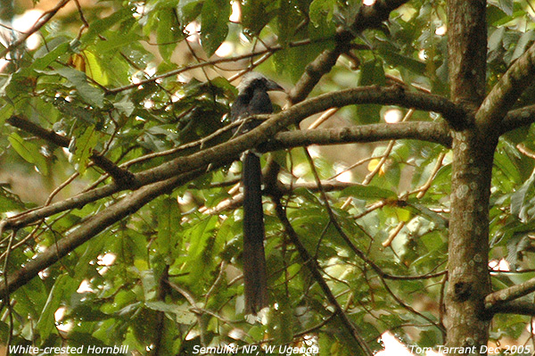 Eastern Long-tailed Hornbill