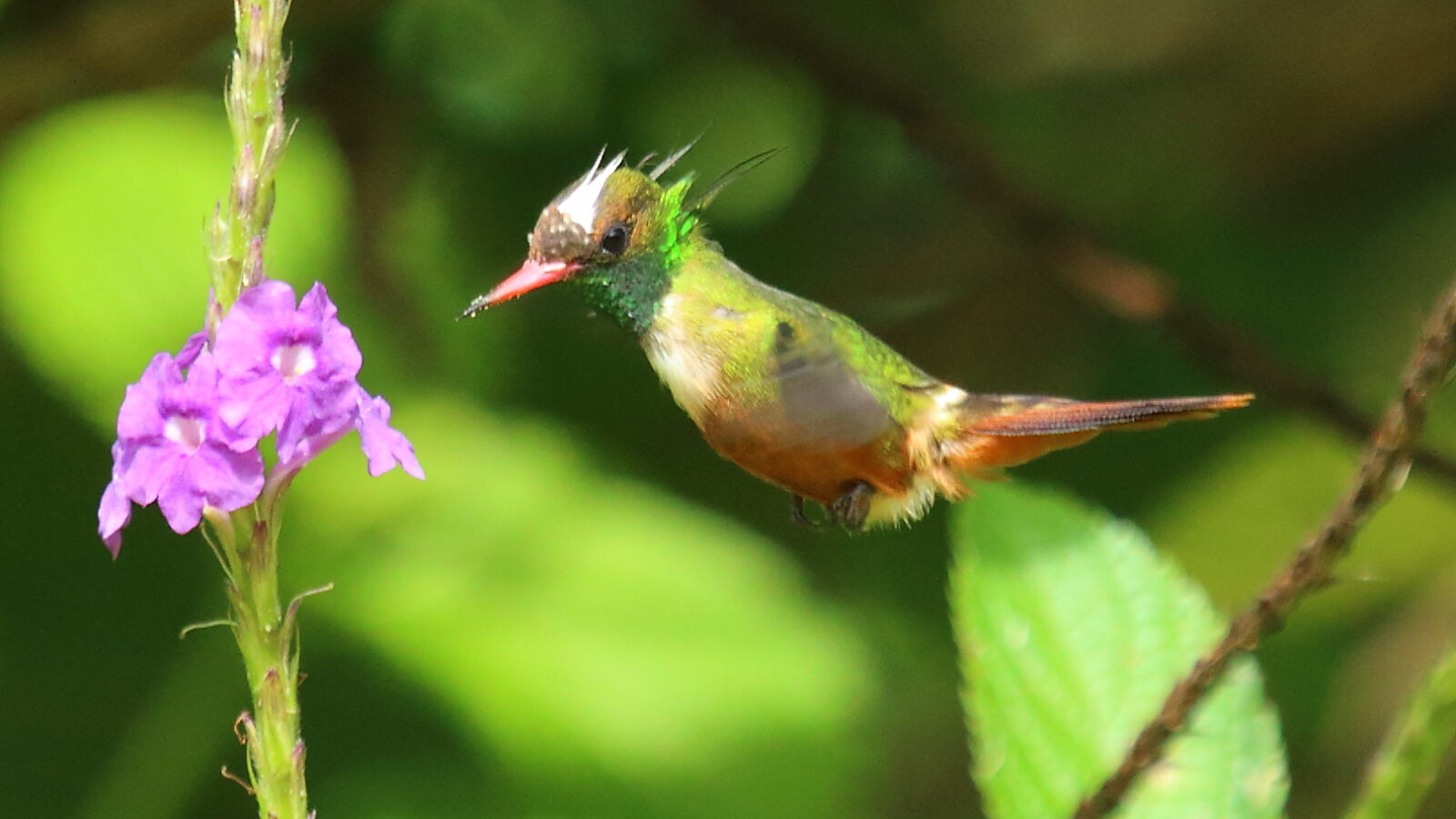 White-crested Coquette