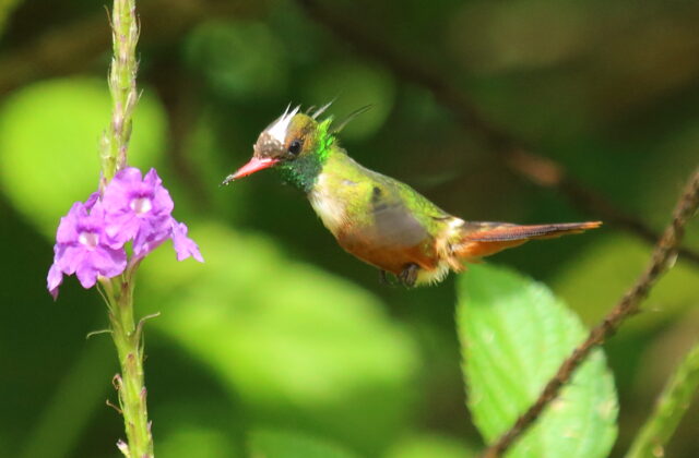 White-crested Coquette
