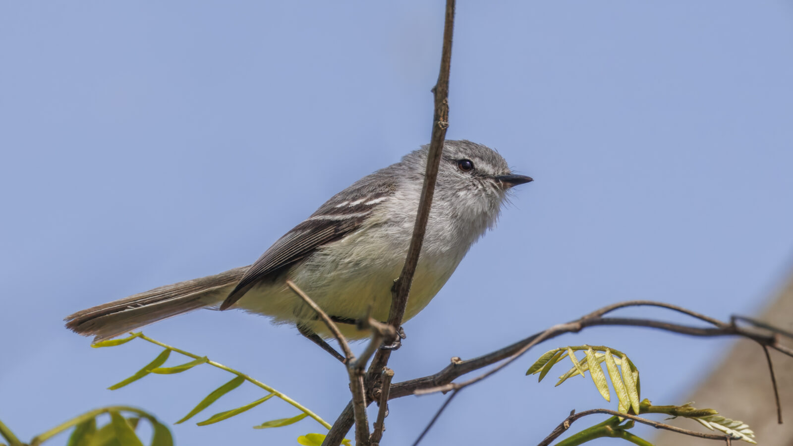 White-crested Tyrannulet