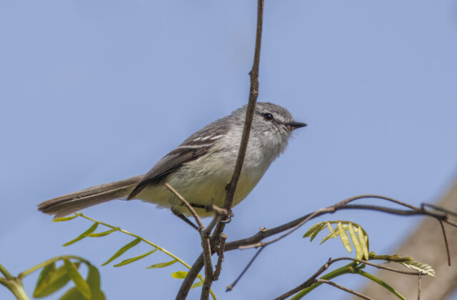 White-crested Tyrannulet