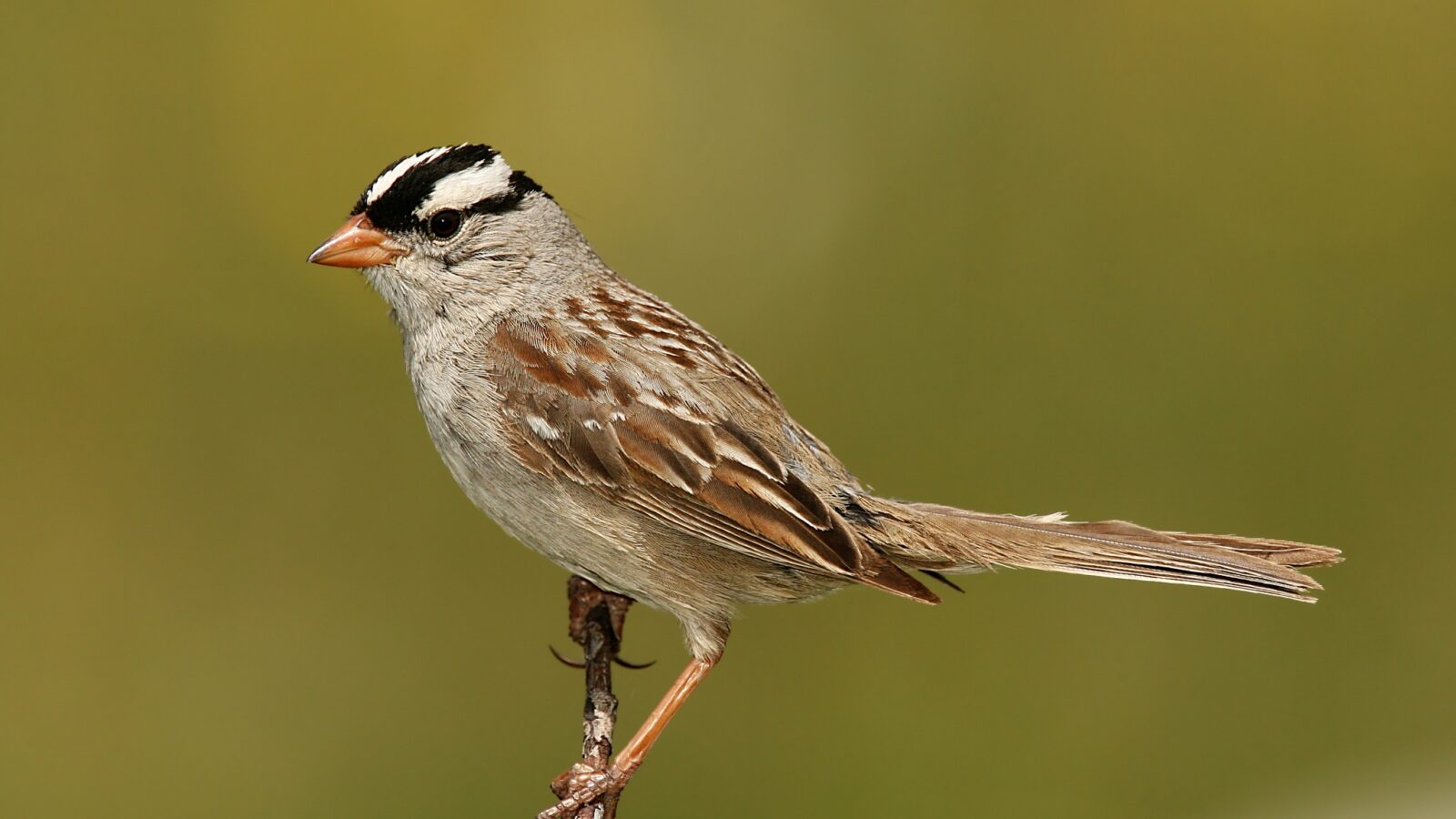 White-crowned Sparrow