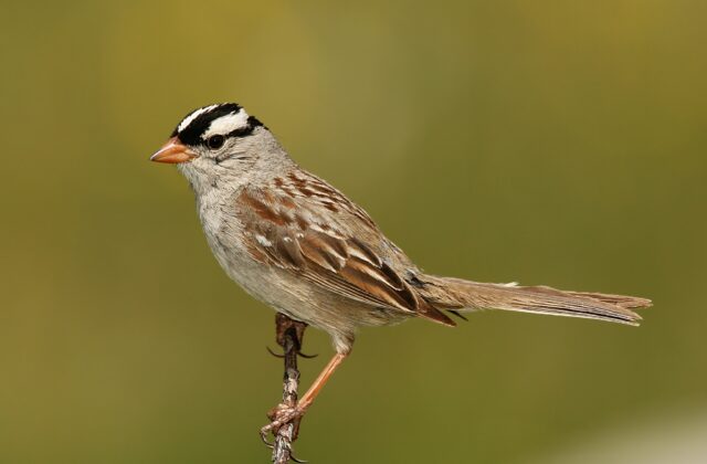 White-crowned Sparrow