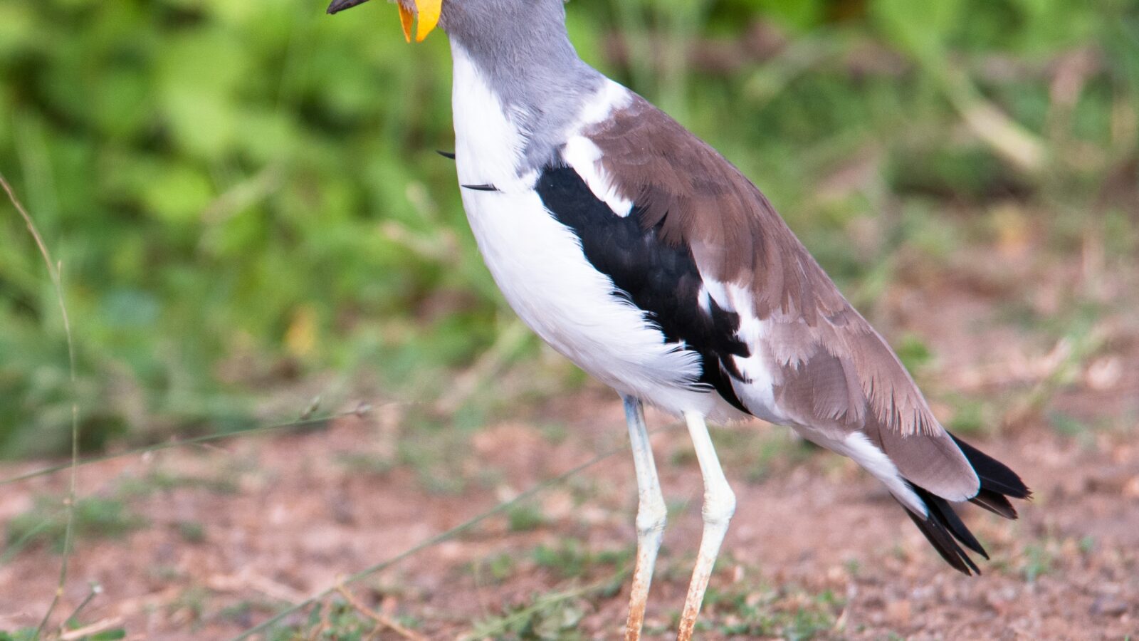 White-crowned Lapwing