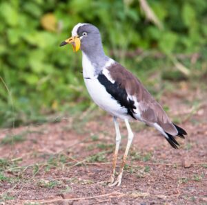 White-crowned Lapwing